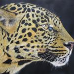 Leopardo